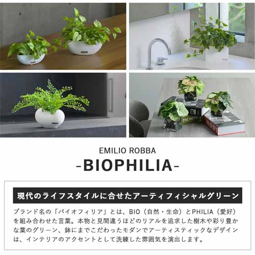 観葉植物の画像