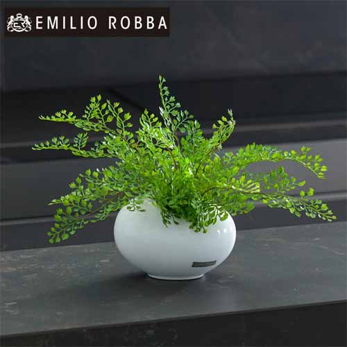 観葉植物の画像