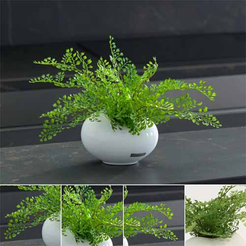 観葉植物の画像