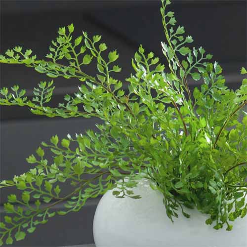 観葉植物の画像