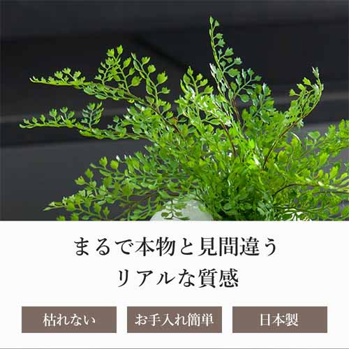 観葉植物の画像