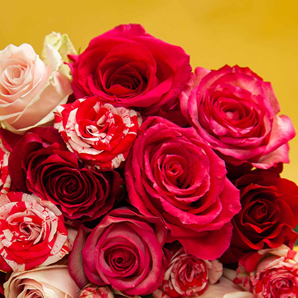 ケニアのバラの力強い美しさ！
バラ専門店「AFRIKA ROSE」の
太陽の輝きをまとった鮮烈ギフト