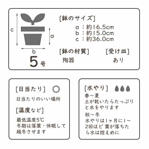 アデニウム・アラビカムに関する画像