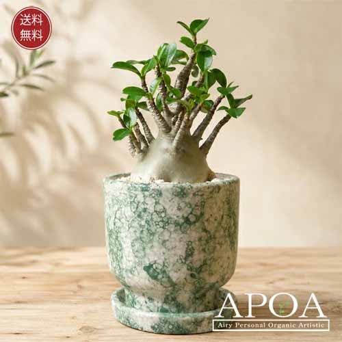 アデニウム アラビカム 鉢植えに関する画像