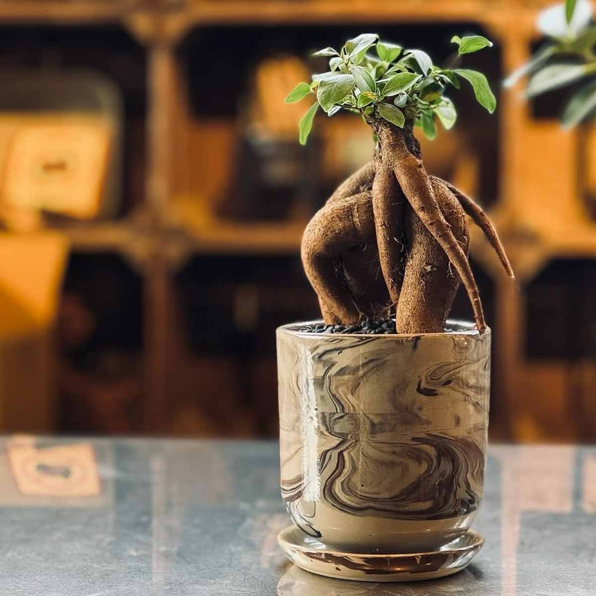 植物と心地よく暮らす世界観！
garage SHIBUYA（ガレージ）
で「運命の一鉢」に出会う体験