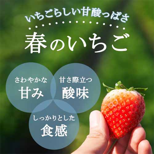 国産いちごに関する画像