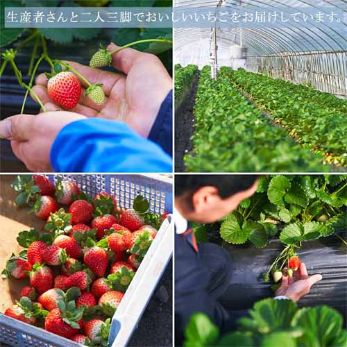 国産いちごの案内に関する画像