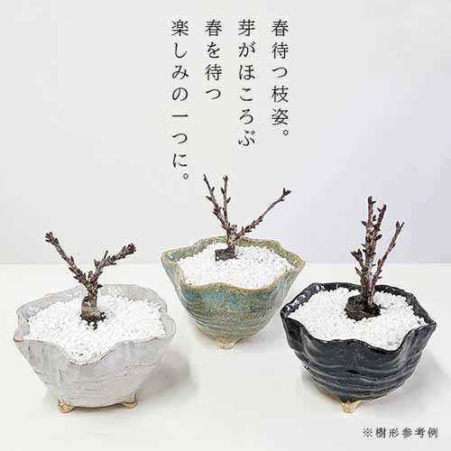 盆栽の画像