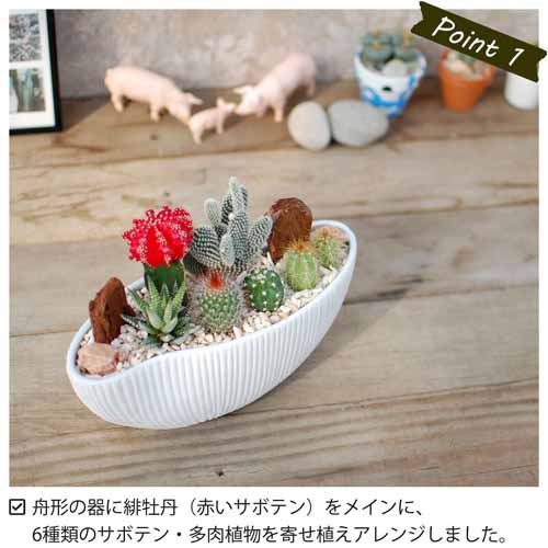多肉植物の画像