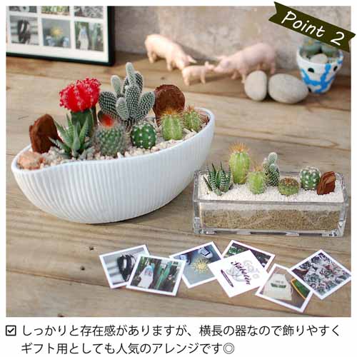 多肉植物の画像