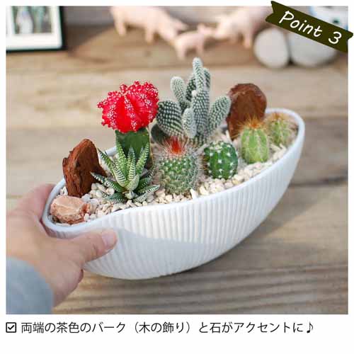多肉植物の画像
