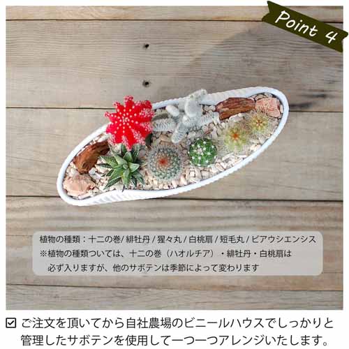 多肉植物の画像